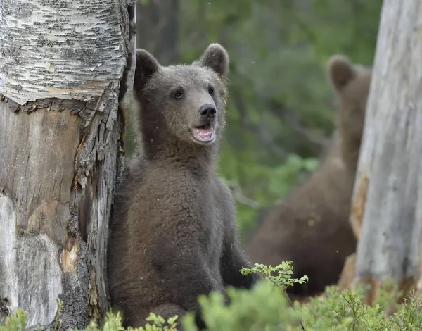 Urso Castanho Ursus Arctos Floresta Primavera Habitat Natural — Fotografia de Stock