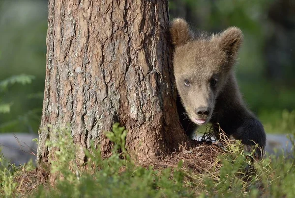 Orso Bruno Ursus Arctos Nella Foresta Primaverile Habitat Naturale — Foto Stock