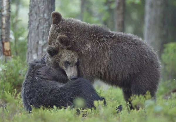 Osos Marrones Salvajes Ursus Arctos Bosque Verano — Foto de Stock