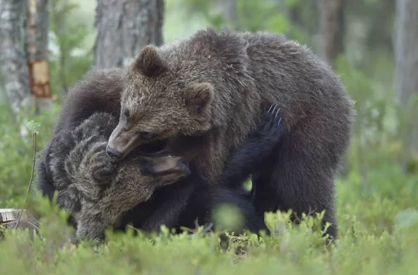 Osos Marrones Salvajes Ursus Arctos Bosque Verano — Foto de Stock