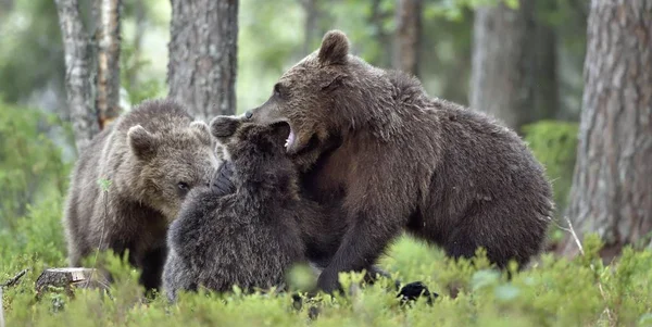 Wild Brown Bears Ursus Arctos Летнем Лесу — стоковое фото