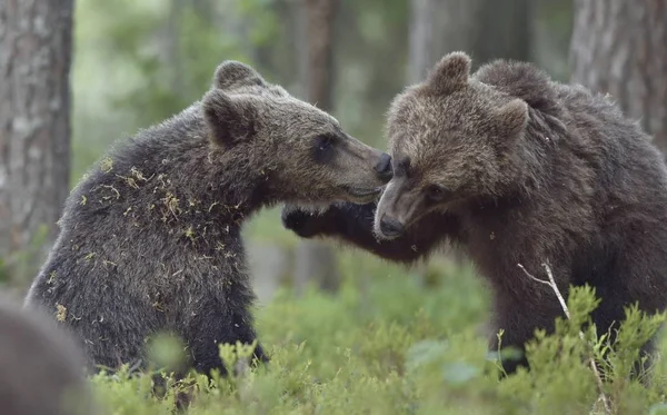 Ursos Castanhos Selvagens Ursus Arctos Floresta Verão — Fotografia de Stock