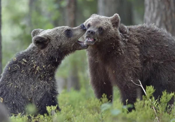 Wilde Bruine Beer Ursus Arctos Het Forest Van Zomer — Stockfoto