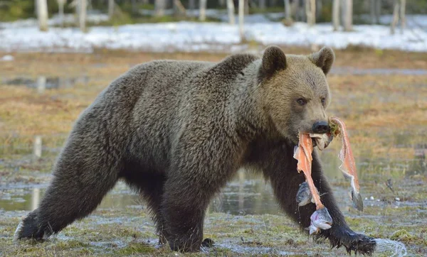 Medvěd Hnědý Ursus Arctos Lososem Systémem Bažinách Lese Jaře — Stock fotografie