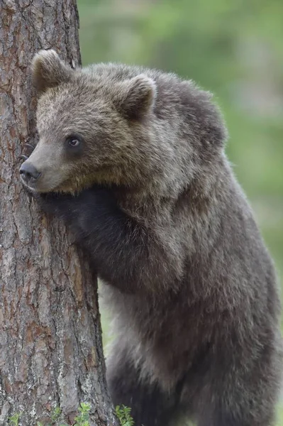 Коричневый Медведь Ursus Arctos Весеннем Лесу Естественная Среда Обитания — стоковое фото