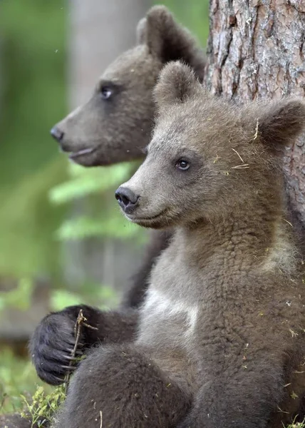 Dzikie Niedźwiedzie Brunatne Ursus Arctos Lesie Lato — Zdjęcie stockowe