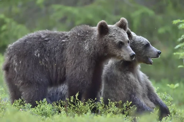 Wilde Braunbären Ursus Arctos Sommerwald — Stockfoto