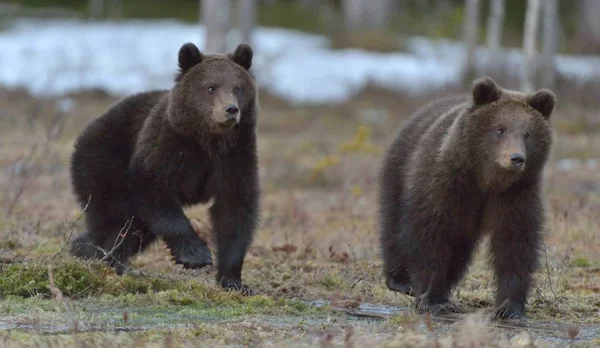 Wilde Braunbären Ursus Arctos Sommerwald — Stockfoto