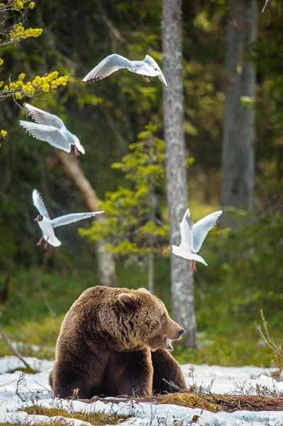 Seagulls Black Headed Gull Larus Ridibundus Adult Male Brown Bear — Stock Photo, Image