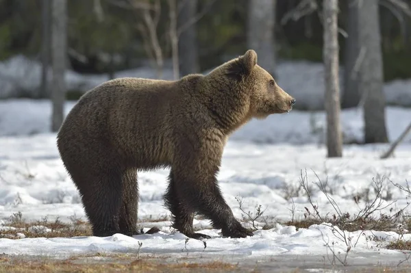 Bahar Orman Bataklıkta Günbatımı Işığı Baskın Erkek Kahverengi Ayı Ursus — Stok fotoğraf