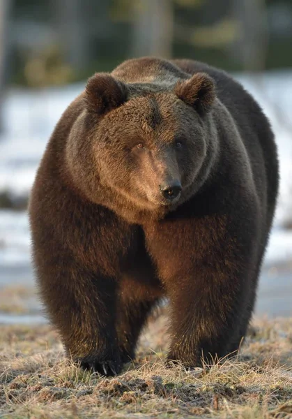 Bahar Orman Bataklıkta Günbatımı Işığı Baskın Erkek Kahverengi Ayı Ursus — Stok fotoğraf