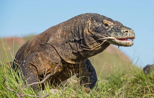 입으로 코모도 드래곤 Varanus Komodoensis 그것은 인도네시아에서에서 살아있는 도마뱀입니다 Rinca의 — 스톡 사진