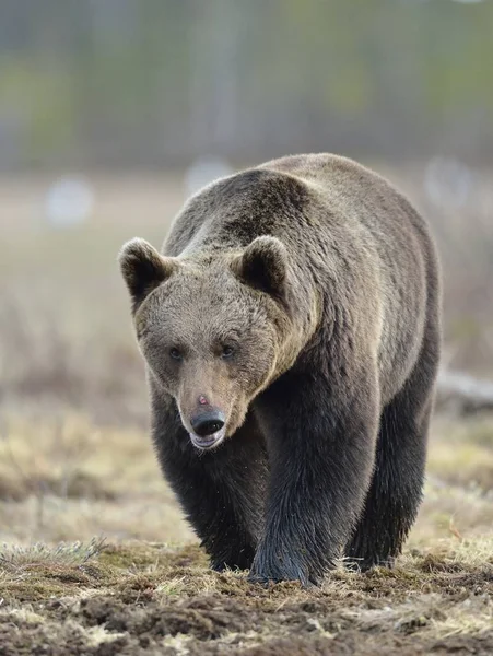 Bahar Orman Bataklıkta Günbatımı Işığı Baskın Erkek Kahverengi Ayı Ursus — Stok fotoğraf