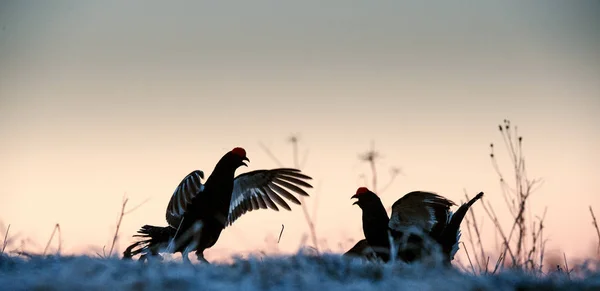 Fighting Lekking Black Grouses Sunrise Birkhuhn Black Grouse Tetrao Tetrix — Stock Photo, Image