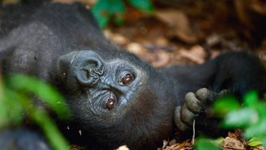 Batı ova goril (Gorilla goril goril) portresi kısa bir mesafede kapatın. yetişkin erkek gorilin doğal bir yaşam alanı içinde. Ormanın Orta Afrika Cumhuriyeti