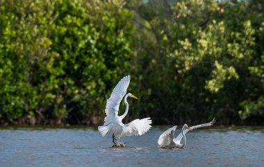 Mücadele büyük sorguçlar (Ardea alba). Doğal yeşil arka plan. Küba