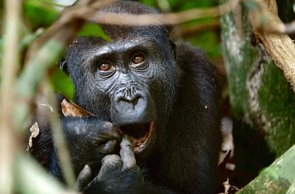 Portrét Západní Lowland Gorila Gorilla Gorilla Gorilla Zblízka Krátké Vzdálenosti — Stock fotografie