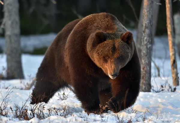 Yakın Çekim Portre Yetişkin Erkek Kahverengi Ayı Ursus Arctos Günbatımı — Stok fotoğraf