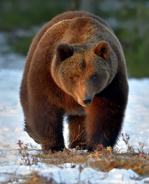 Detail Portrét Dospělého Muže Medvěd Hnědý Ursus Arctos Západu Slunce — Stock fotografie