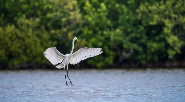 Büyük Balıkçıl Ardea Alba Doğal Yeşil Arka Plan Küba — Stok fotoğraf