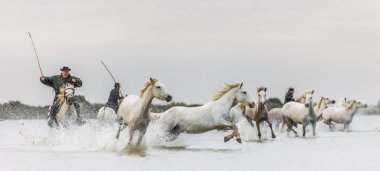 Provence, Fransa - 05 Mayıs, 2017: beyaz Camargue at dört nala gidiyorum. Biniciler Camargue su üzerinden dörtnala, beyaz at üzerinde. Parc bölgesel de Camargue. Fransa