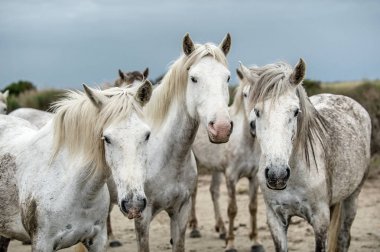 Beyaz Camargue at portresi kapatın. Parc bölge de Camargue - Provence, Fransa