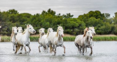 Beyaz Camargue at su dört nala gidiyorum. Parc bölge de Camargue - Provence, Fransa