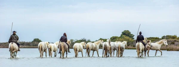 Provence France May 2017 White Camargue Horses Galloping Riders White — Stock Photo, Image