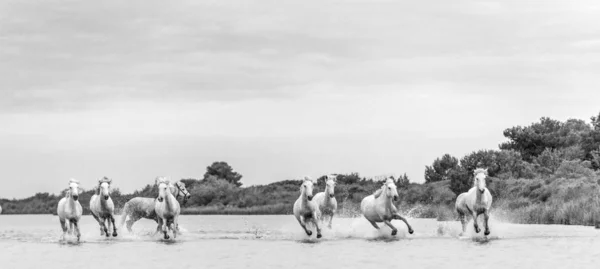 Weiße Camargue Pferde Galoppieren Durch Das Wasser Parc Regional Camargue — Stockfoto