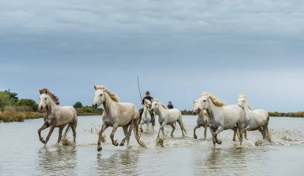 Provence Fransa Mayıs 2017 Beyaz Camargue Dört Nala Gidiyorum Biniciler — Stok fotoğraf