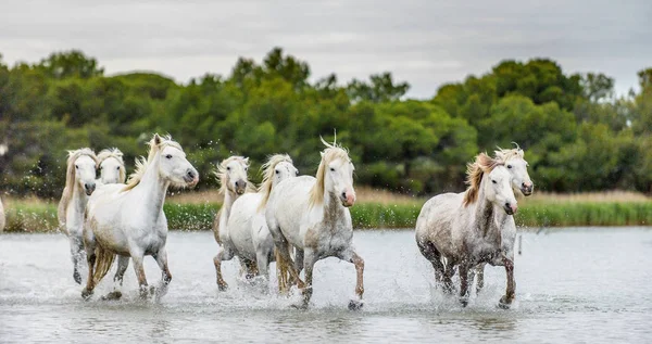 White Camargue Cavalos Galopando Através Água Parc Regional Camargue Provence — Fotografia de Stock