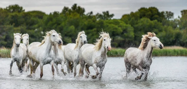 White Camargue Cavalos Galopando Através Água Parc Regional Camargue Provence — Fotografia de Stock