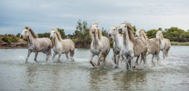 White Camargue Horses galloping through water. Parc Regional de Camargue - Provence, France clipart