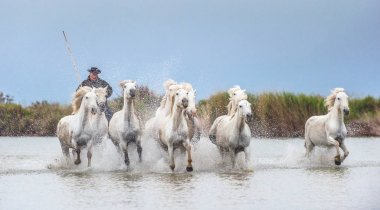 Provence, Fransa - 05 Mayıs, 2017: beyaz Camargue at dört nala gidiyorum. Biniciler Camargue su üzerinden dörtnala, beyaz at üzerinde. Parc bölgesel de Camargue. Fransa