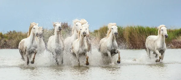 White Camargue Horses Galloping Water Parc Regional Camargue Provence France — Stock Photo, Image