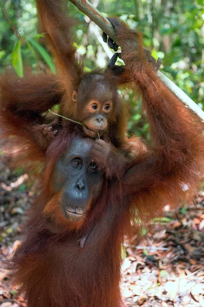 Bebé Orangután Madre Hábitat Natural Orangután Borneano Pongo Pygmaeus Wurmbii — Foto de Stock