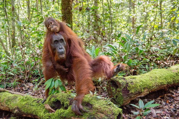 Bebé Orangután Madre Hábitat Natural Orangután Borneano Pongo Pygmaeus Wurmbii — Foto de Stock