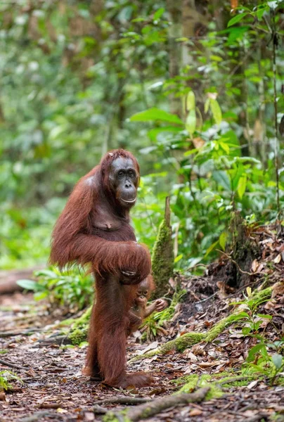 Bebé Orangután Madre Hábitat Natural Orangután Borneano Pongo Pygmaeus Wurmbii —  Fotos de Stock