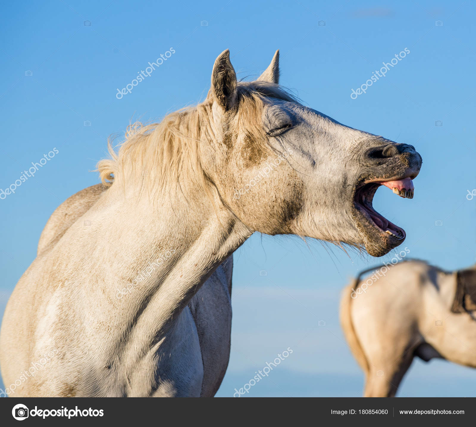 Fotos de Cavalo branco rindo, Imagens de Cavalo branco rindo sem