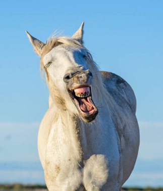 Gülünecek bir at komik portresi. Camargue beyaz at esneme, gülüyor gibi bakıyordu. Portre kadar kapatın.