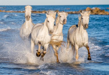 Deniz mavi su üzerinde dörtnala Camargue atlar beyaz. Fransa.