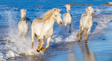 Deniz mavi su üzerinde dörtnala Camargue atlar beyaz. Fransa.
