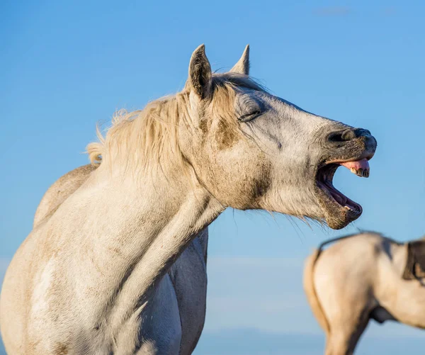 Funny Portrait Laughing Horse Camargue White Horse Yawning Looking Laughing — Stock Photo, Image