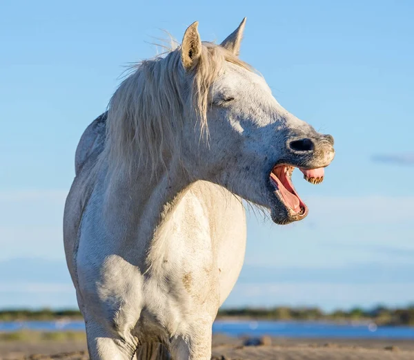 Забавный Портрет Смеющейся Лошади Белая Лошадь Камарга Зевает Будто Смеётся — стоковое фото