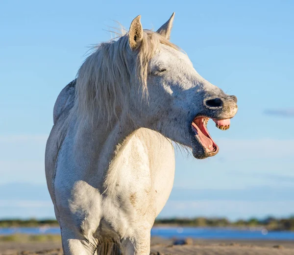 Cavalo sorrindo e mostrando dentes — Contexto, Luz do dia - Stock