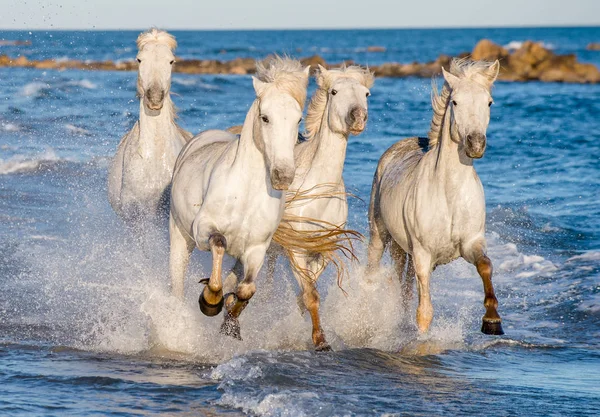 Белые Лошади Камарга Скачут Синей Воде Моря Франция — стоковое фото