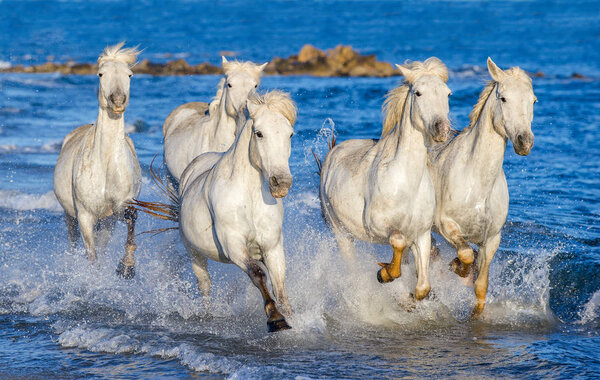 White Camargue horses galloping on blue water of the sea. France.