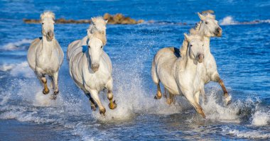Deniz mavi su üzerinde dörtnala Camargue atlar beyaz. Fransa.