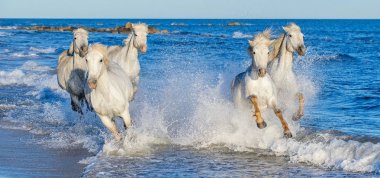 Deniz mavi su üzerinde dörtnala Camargue atlar beyaz. Fransa.