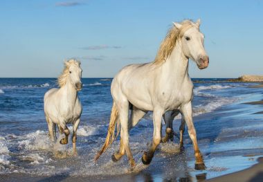 Deniz mavi su üzerinde dörtnala Camargue atlar beyaz. Fransa.